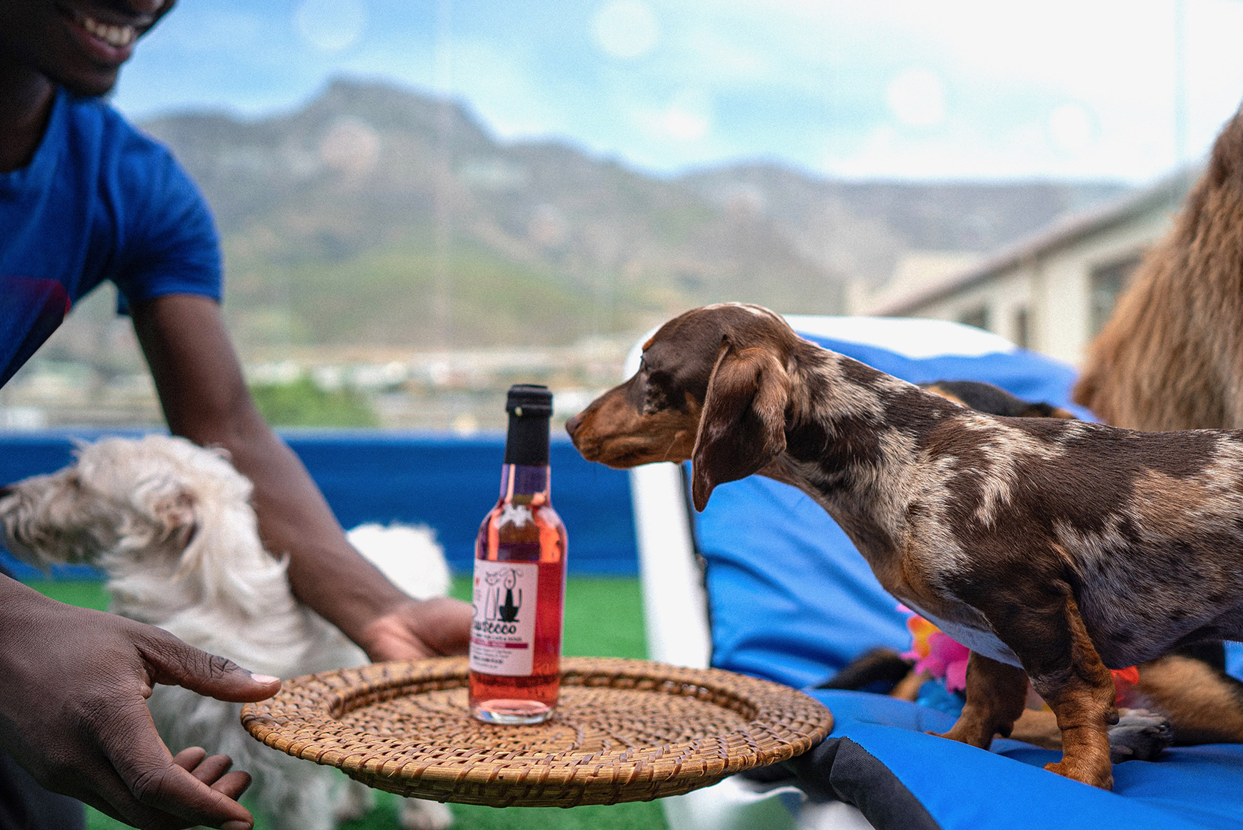 Daschund living in luxury at SUPERWOOF dog hotel