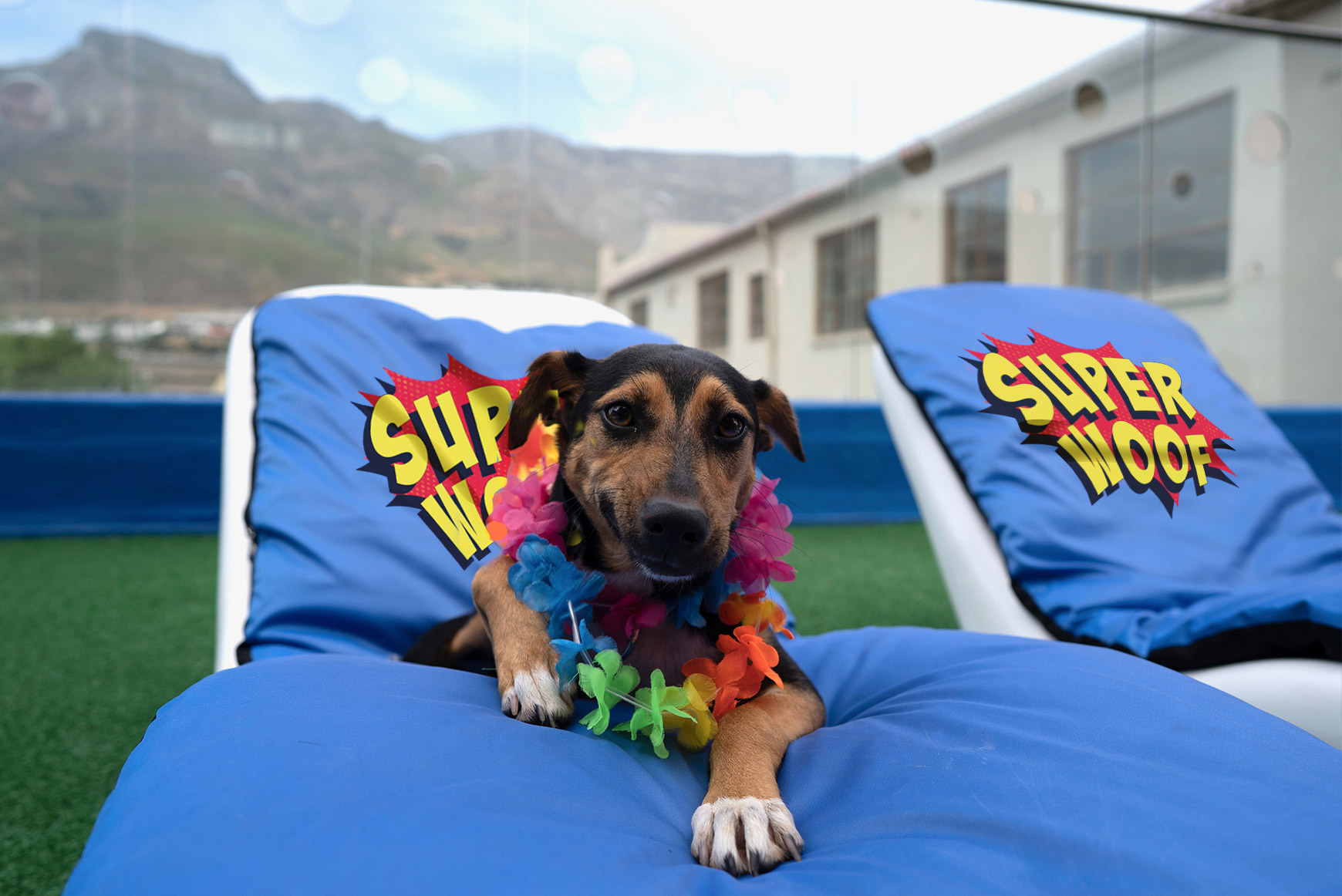 24 Hour ‘Super Human’  Supervision from a highly experienced team at SUPERWOOF