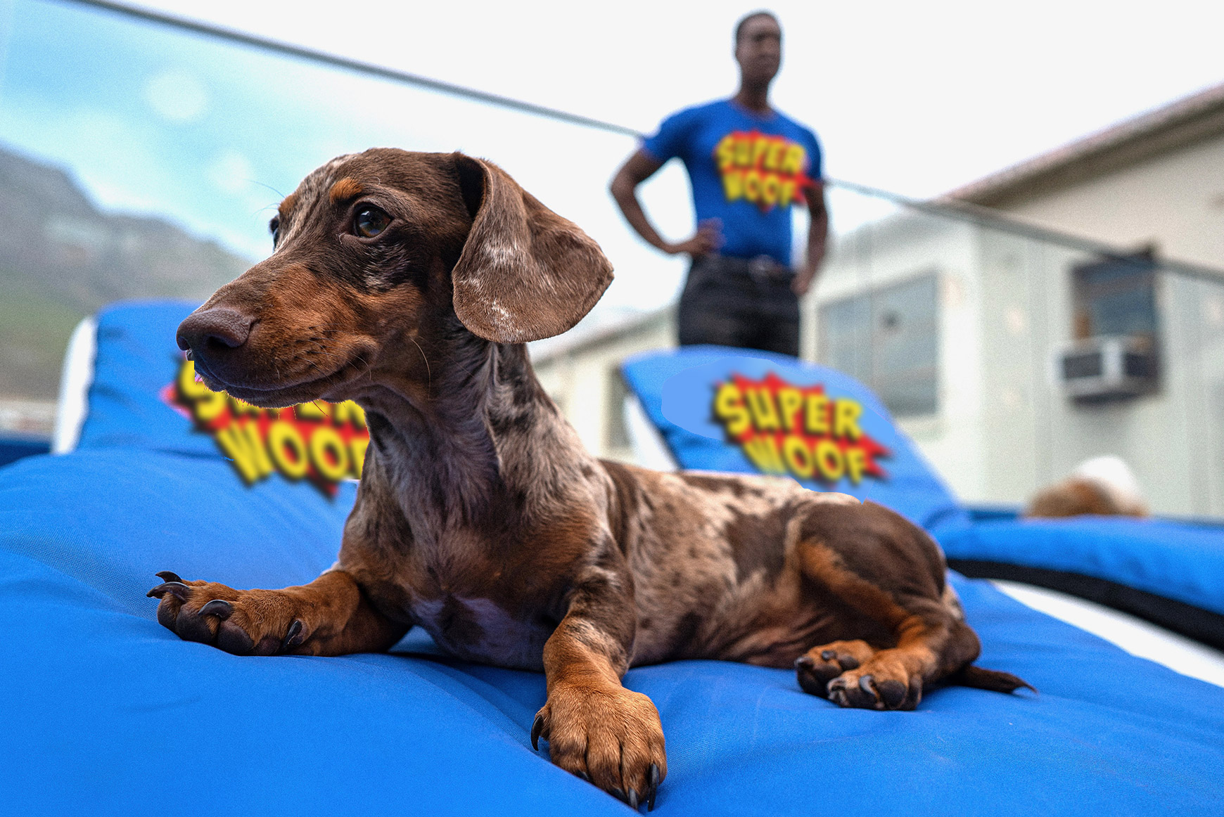 24 Hour ‘Super Human’  Supervision from a highly experienced team at SUPERWOOF
