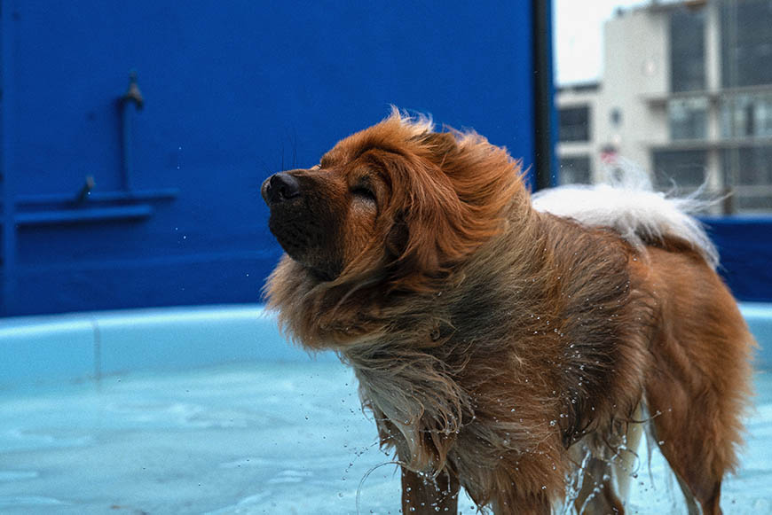Dog daycare in Cape Town has never been better at SUPERWOOF dog hotel