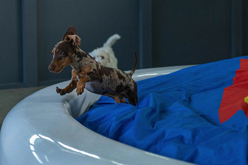 Daschund on bed at SUPERWOOF dog hotel